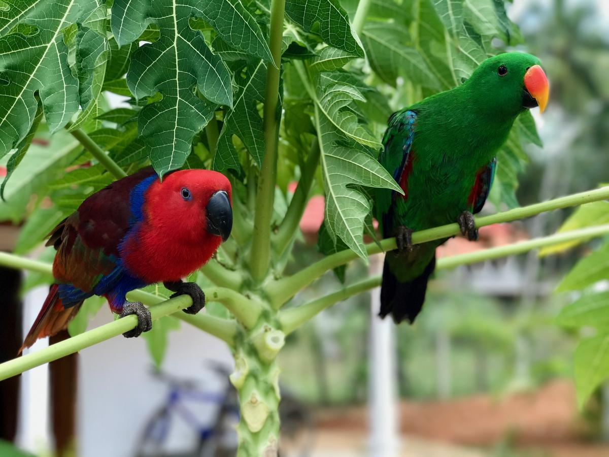 Green Parrot Beach Resort Tangalle Dış mekan fotoğraf