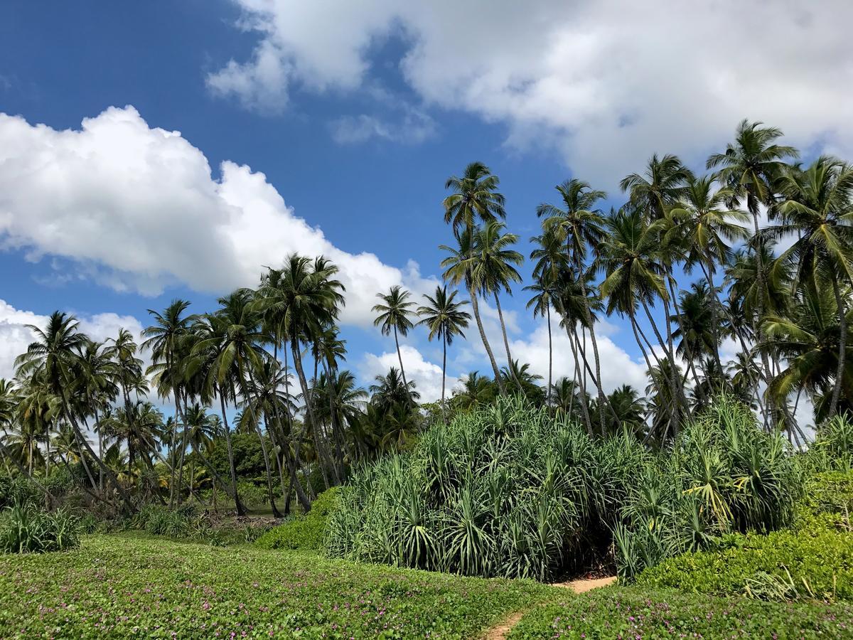 Green Parrot Beach Resort Tangalle Dış mekan fotoğraf